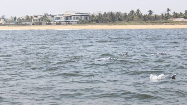 டால்பின் டால்பின்