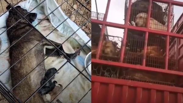 கொலைபட்டினி கொலைபட்டினி