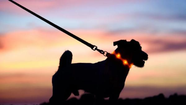 கோணிப்பைகள் கோணிப்பைகள்