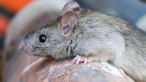  டவுசரில் நுழைந்து கடித்த எலி