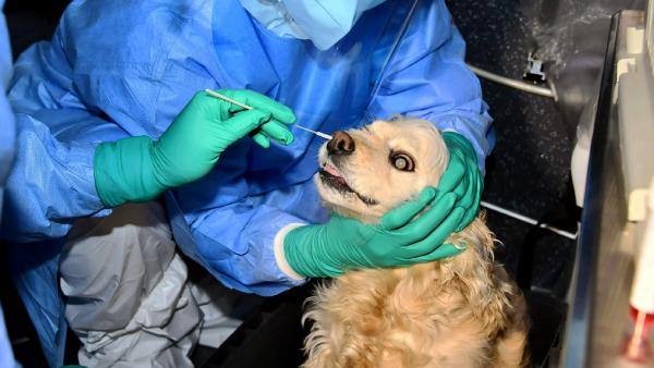 நாய்கள்