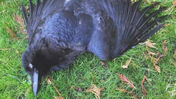  டேஞ்சர் காகங்கள் 