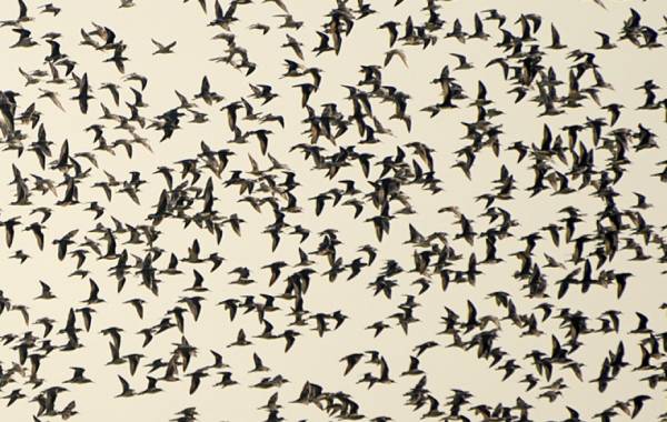 துன்பங்கள் நீங்கும் 