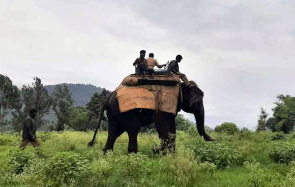 யானை மீது சவாரி 