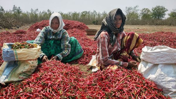 மிளகாய் மண்டலம் 