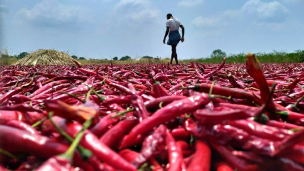 மிளகாய் பிளேக்ஸ் 