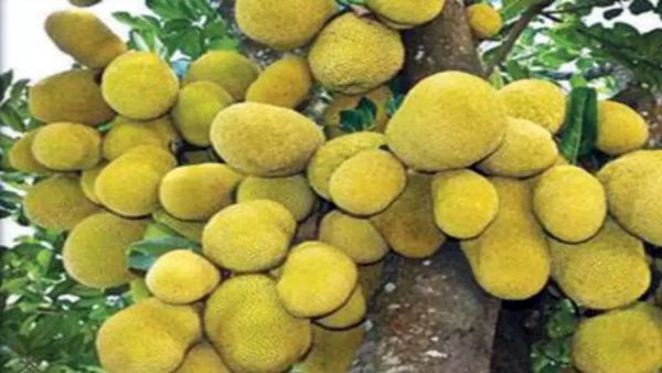 பண்ருட்டி பலா 