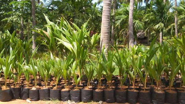  15 லட்சம் தென்னங்கன்றுகள் 