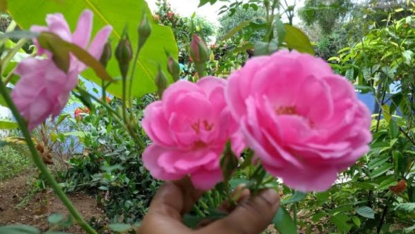  பன்னீர் ரோஜா 