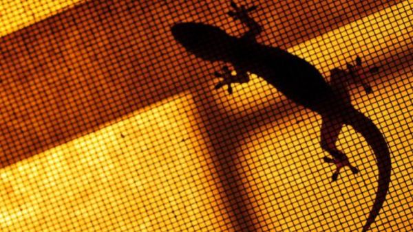  4 பல்லிகள்