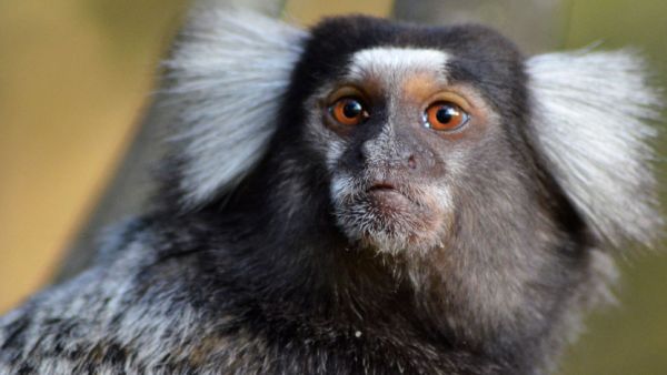  பிளாஸ்டிக் கூடை