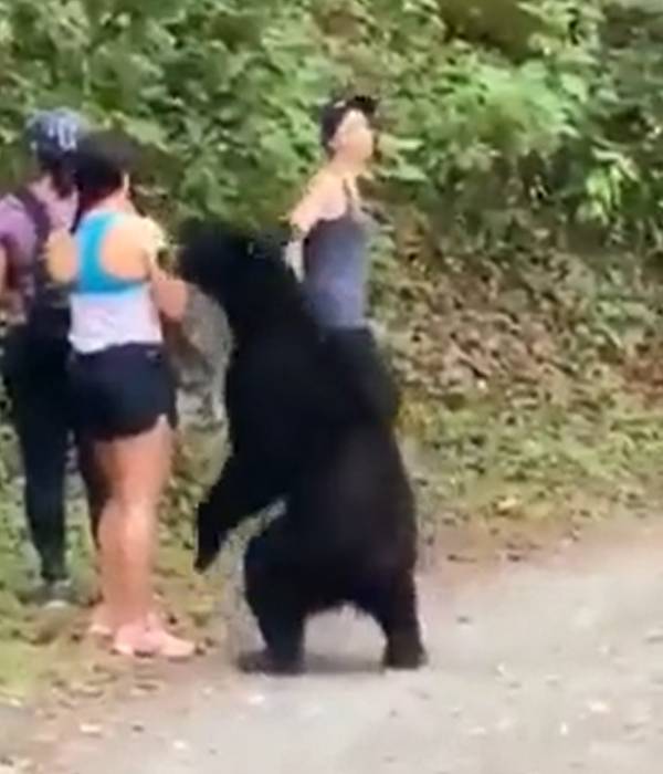 கரடி கரடி