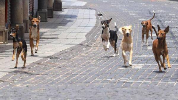 தெரு நாய்கள்