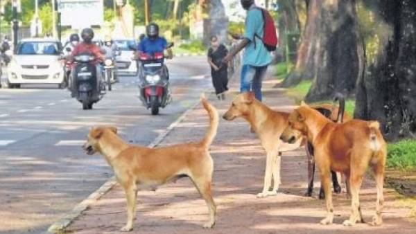 நாய்க்கடி