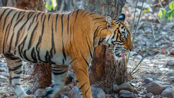 புலிகளின் எண்ணிக்கை உயர்வு 