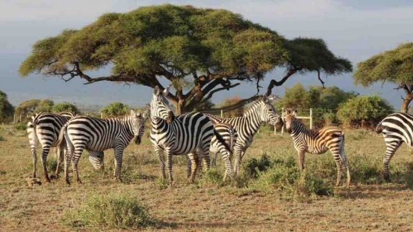 இயற்கையின்‌ சமநிலை 