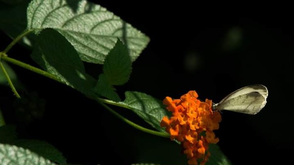 உண்ணிச் செடி 