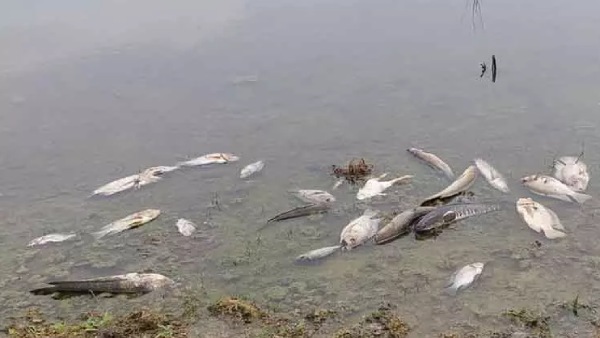 செத்து மிதக்கும் மீன்கள் செத்து மிதக்கும் மீன்கள்