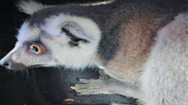  ரக்கூன் குட்டி