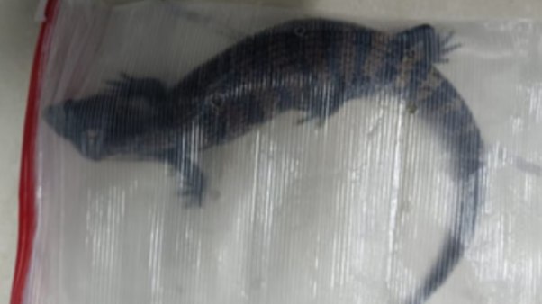  4 பல்லிகள்