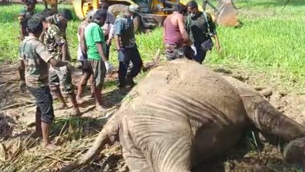 Three Elephants died due to electrocution Near Dharmapuri 