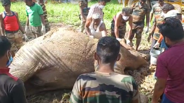 இறந்து கிடக்கும் யானைகள் 