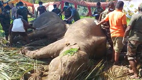  யானைகள் பலியான சம்பவம் 