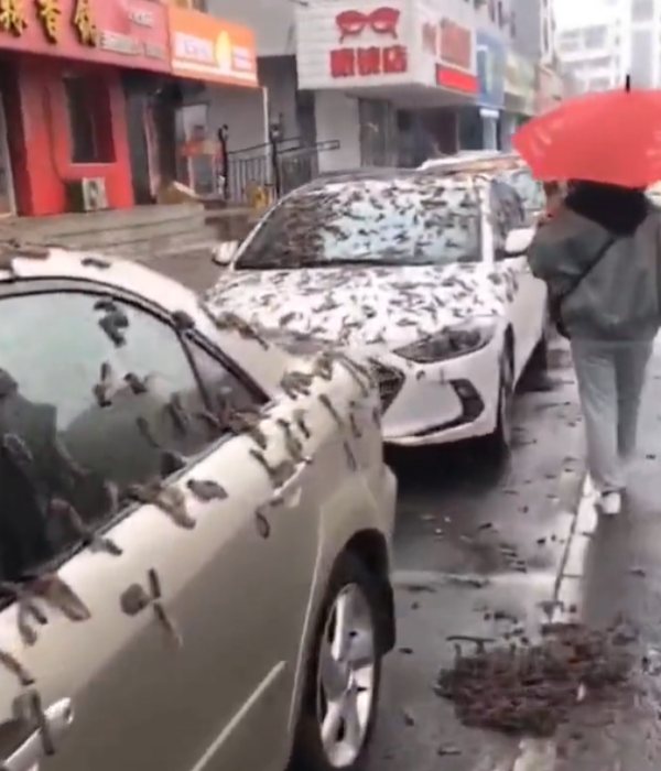 கார்களில் நிரம்பிய புழுக்கள் 