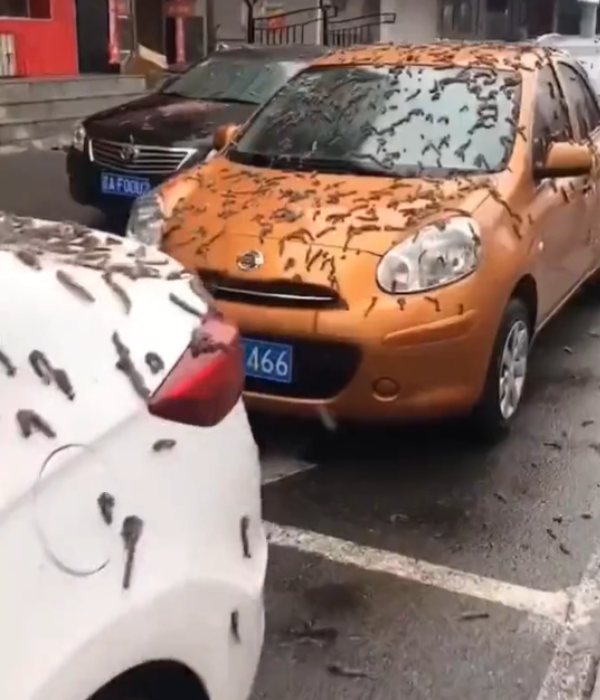 புழு மழை பெய்ததாக தகவல் 