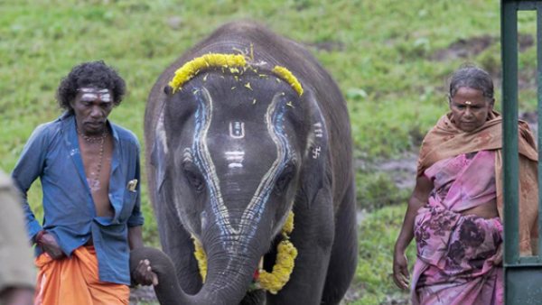 புலிகள் காப்பகம் புலிகள் காப்பகம்