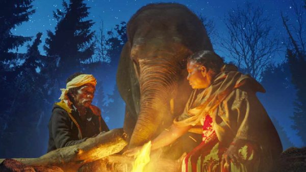 குட்டி பிழைக்காது 