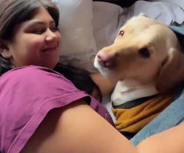  எட்டிப்பார்த்த நாய் 