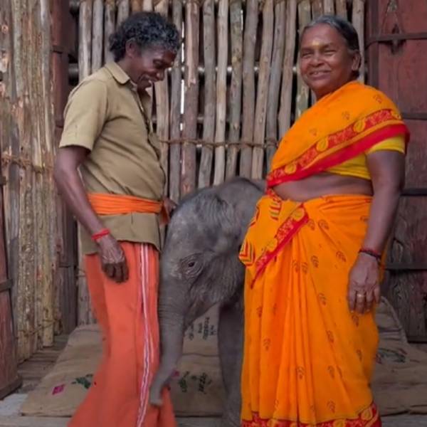 கிணற்றில் விழுந்த குட்டி யானை 