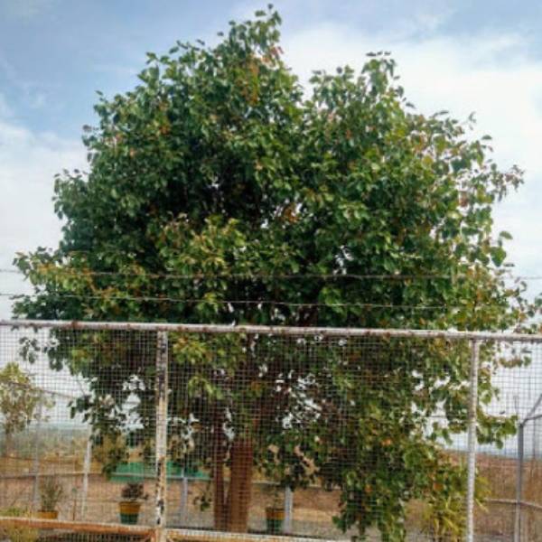 ஏன் முக்கியம்? 