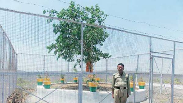  என்ன மரம் 