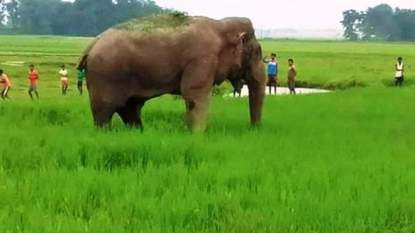  மனித மிருக மோதல்