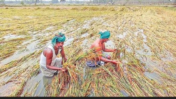 93,874 எக்டேர் பரப்பு 