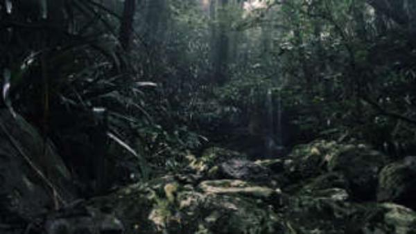 காட்டை சுற்றி பார்க்க 