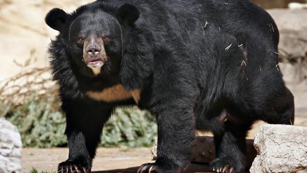 நூடுல்ஸ் நூடுல்ஸ்