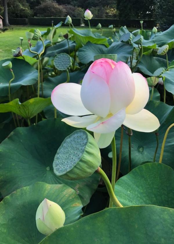  பித்த காசம், தலை முடி உதிர்வை தடுக்கும் 