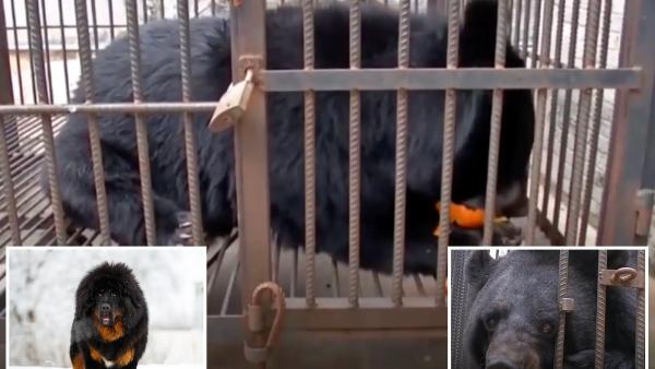 வனத்துறையினர் வனத்துறையினர்