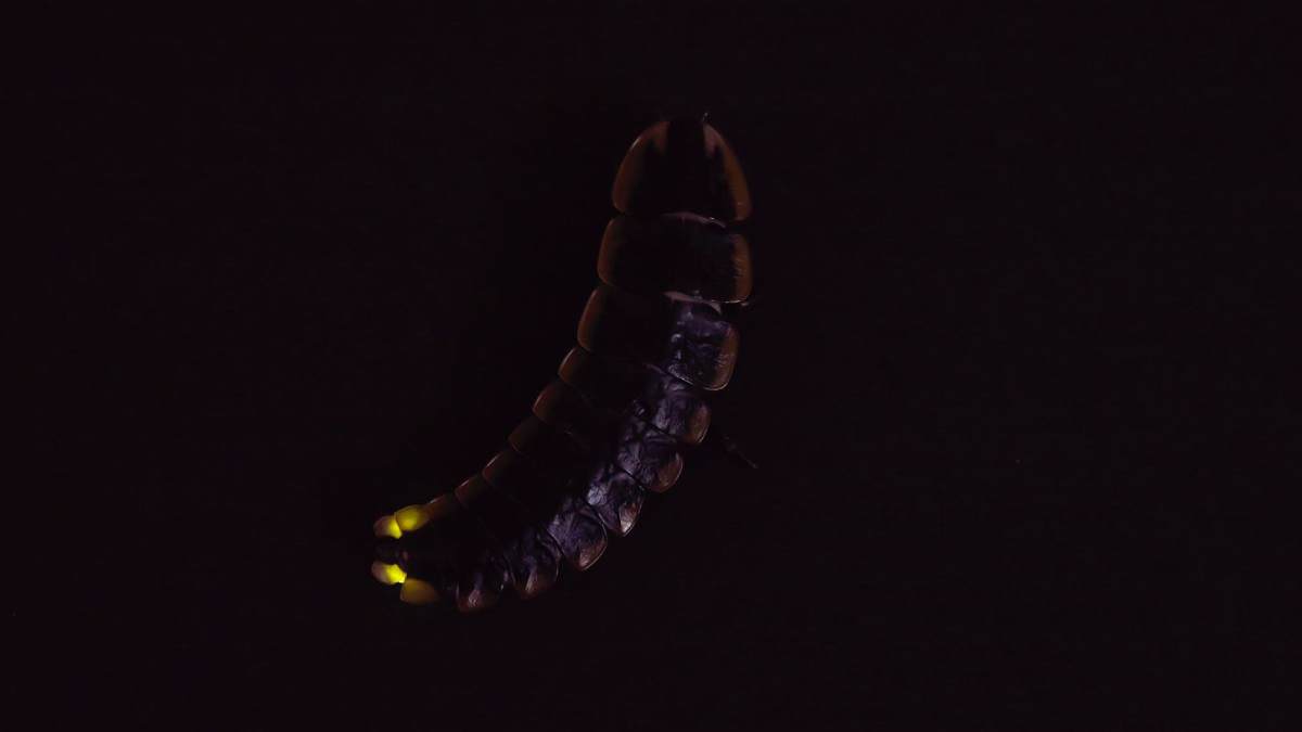 Why Firefiles are luminating with synchronization in Aanai Malai forest? See the mind blowing pictures 