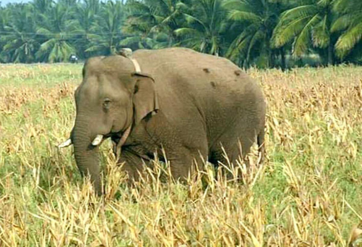 Iraianbu held an consultative meeting on finding a permanent solution to avoid crop damage caused by wild animals 