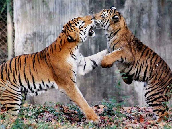  How to raise Tiger numbers in India without making human animal conflicts