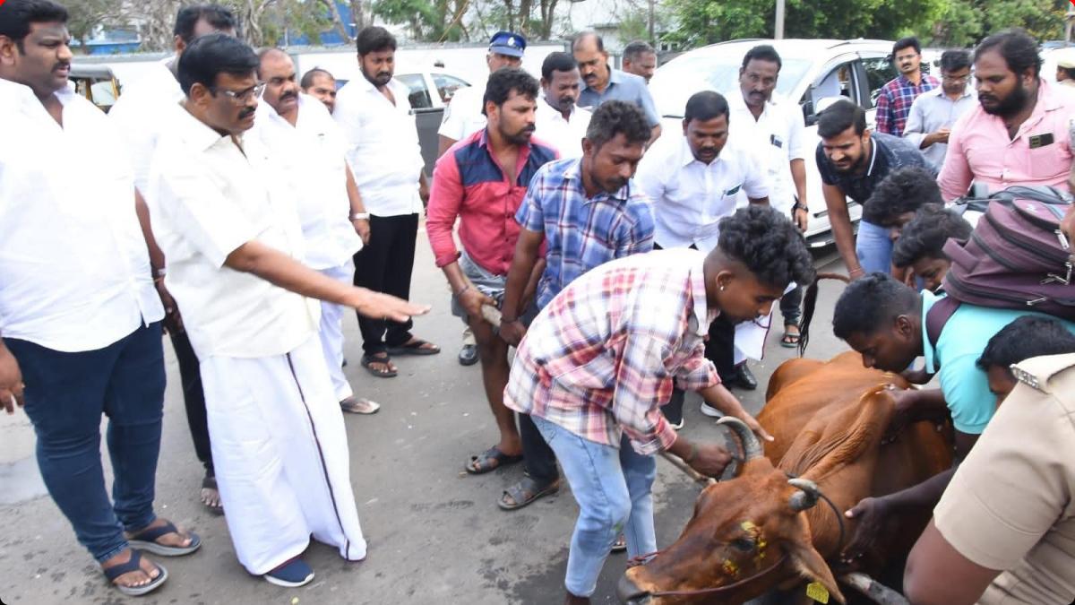 Minister Nasar helps to save cows life Minister Nasar helps to save cows life