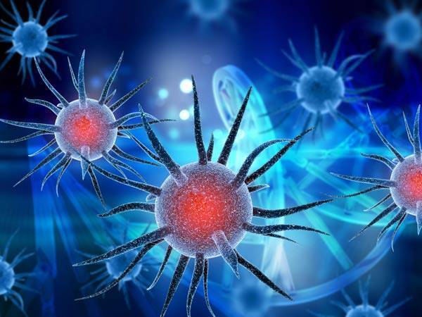 Officials killed more than 60 pigs as African swine flu detected in Virudhunagar Officials killed more than 60 pigs as African swine flu detected in Virudhunagar