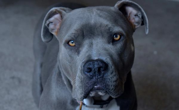 Stray Pit Bull dog Attacks Man and Bites His Private Parts