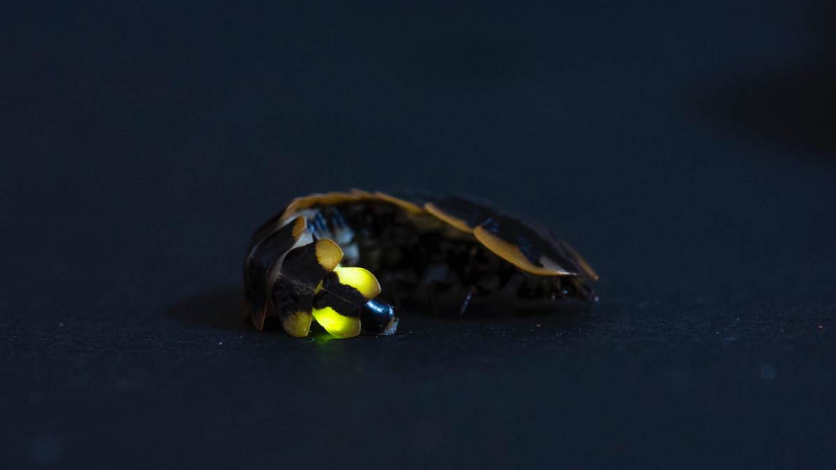 Why Firefiles are luminating with synchronization in Aanai Malai forest? See the mind blowing pictures 