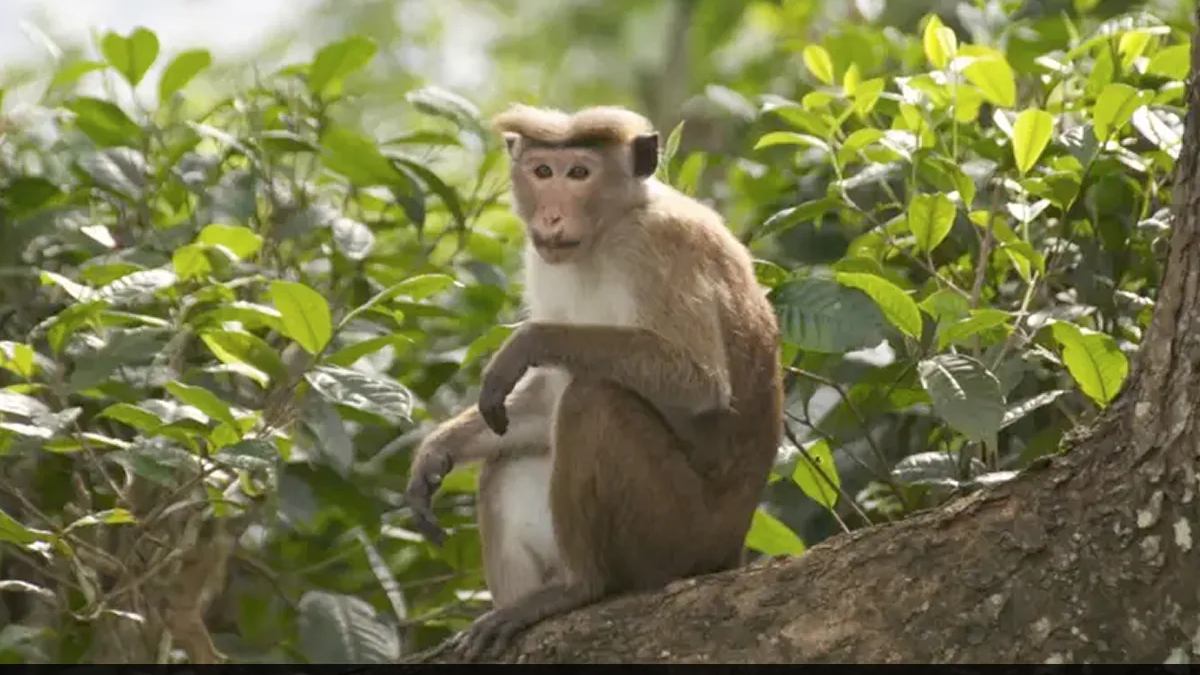 Did China Buying 1 Lakh Endangered Monkeys For Experiments Did China Buying 1 Lakh Endangered Monkeys For Experiments