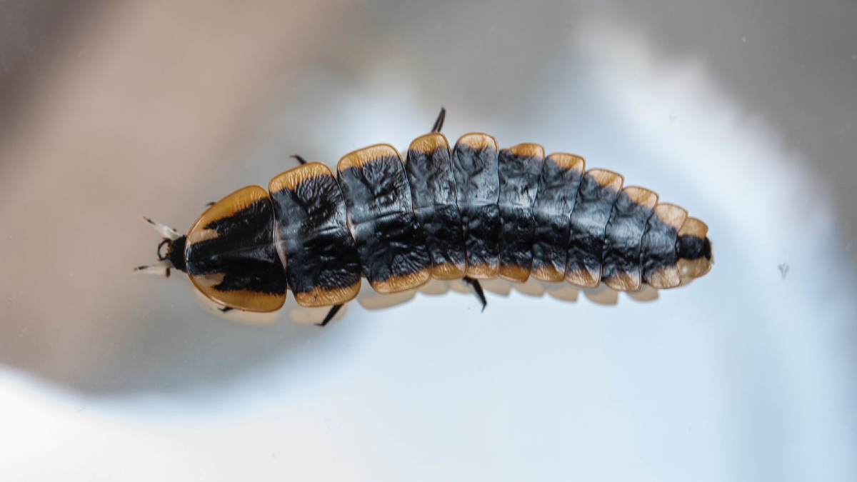 Why Firefiles are luminating with synchronization in Aanai Malai forest? See the mind blowing pictures 